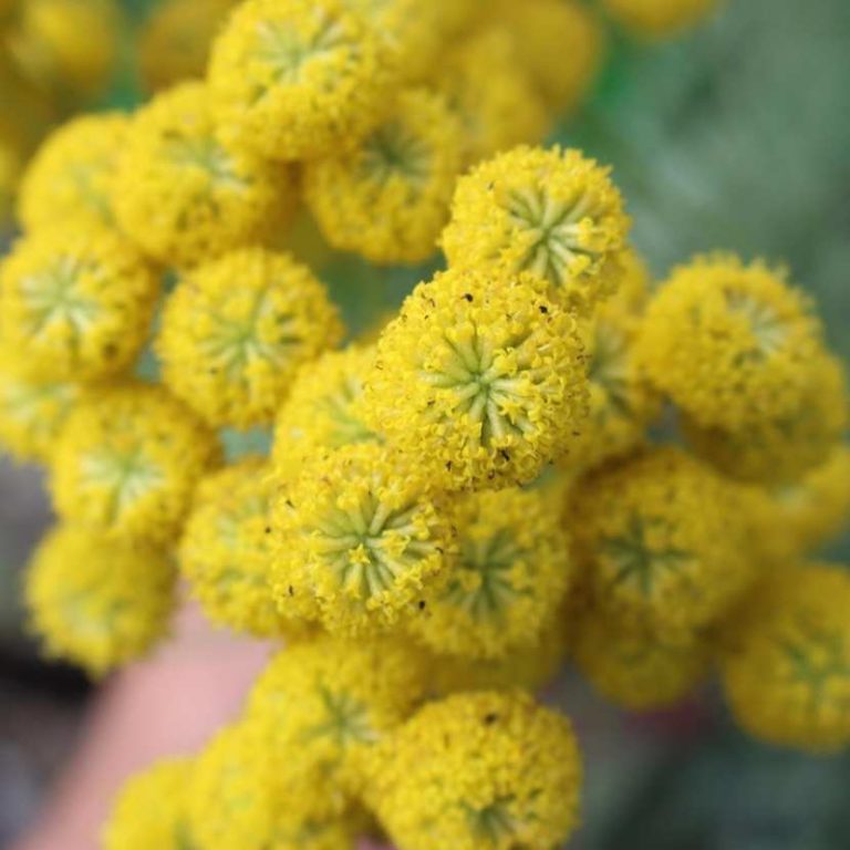 Immortelle à odeur de curry - Helichrysum Italicum - le jardin de Rodolphe