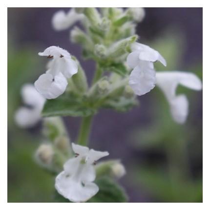 Nepeta Mussinii Herbe Aux Chats Cataire Le Jardin De Rodolphe